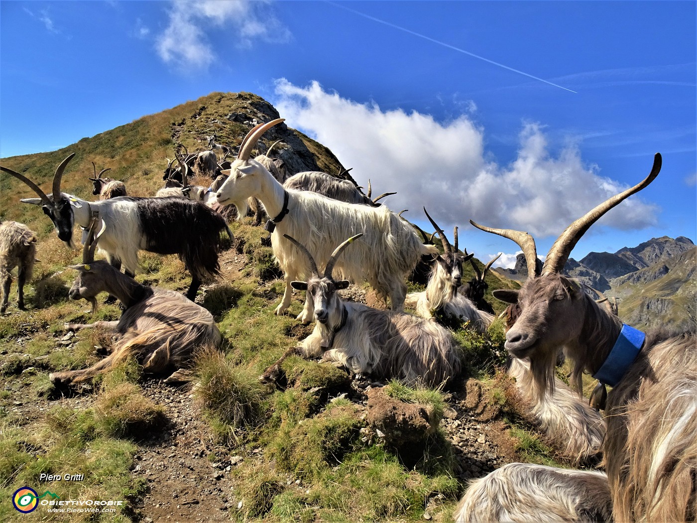 34 Capre orobiche al colletto in cresta di salita al Monte di sopra.JPG